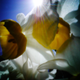 Illustration for article titled Shooting Challenge: Spring Gallery 2